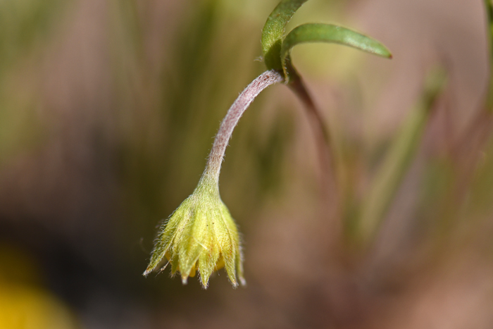 California Goldfields bud and bloom from March or April to May. Lasthenia californica
